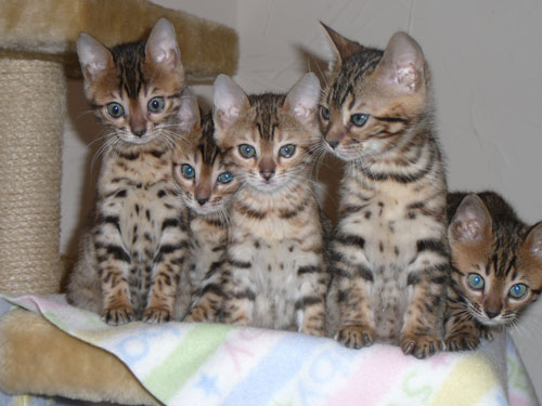 Bengal Flats Kittens